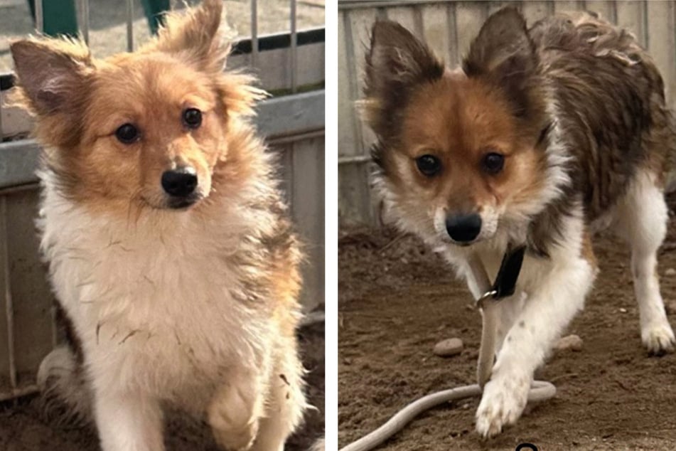 Spencer (r.) taut im Tierheim langsam auf, Terence (l.) ist allerdings immer noch sehr ängstlich.