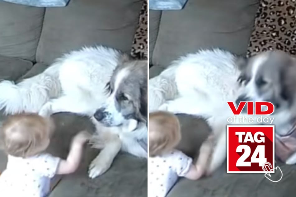 viral videos: Viral Video of the Day for March 3, 2026: Giant dog accidentally knocks baby over with one paw swipe