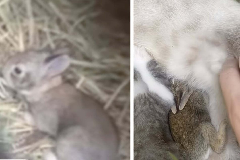 Jenn goes on to explain in her video that the baby rabbit did not come from one of the family's pets, but found its way to the cat family from the wild.