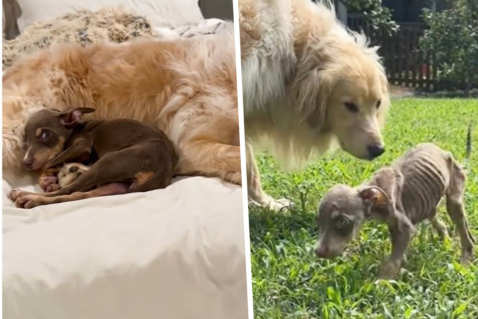 Cubs-Mädchen Roo wurde von Golden Retriever Darwin zunächst misstrauisch äugt. But bald people die Artgenossen zu Kuschelfreunden.