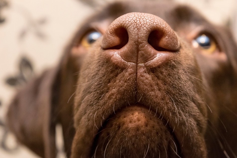 Hunde erschnüffeln ihre gesamte Umwelt mit ihrer sensiblen Nase.