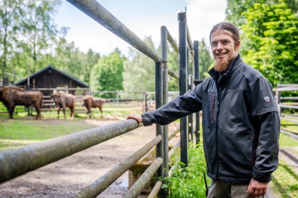 Mathias Wagner (38), Leiter des Wildgatters Oberrabenstein, ist stolz auf den Wisent-Nachwuchs.