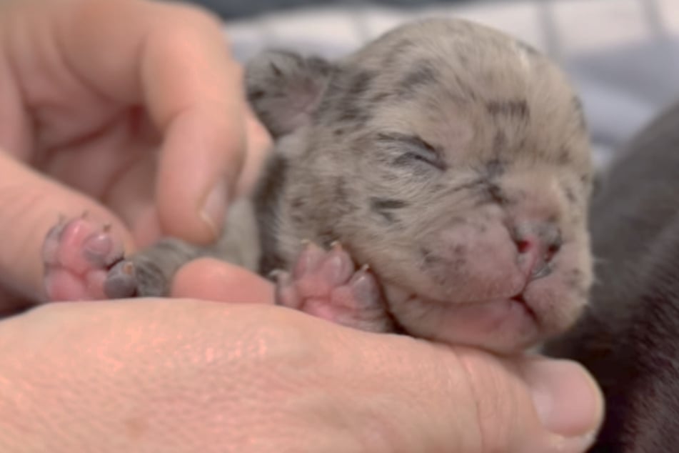 Nur einer von zwei Welpen hat es bei der Not-Geburt auf die Welt geschafft.