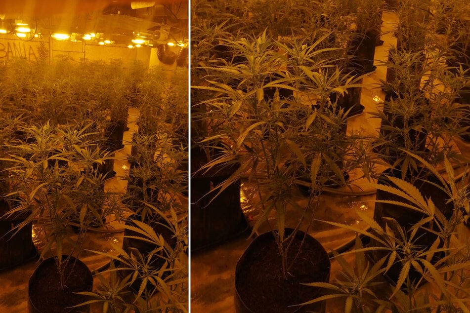 Neben den Pflanzen wurde auch 20 Kilogramm verpacktes Marihuana entdeckt.