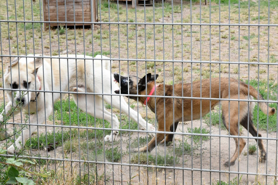 Seit der Pandemie wurden vermehrt verhaltensauffällige Hunde in den sächsischen Tierheimen abgegeben.