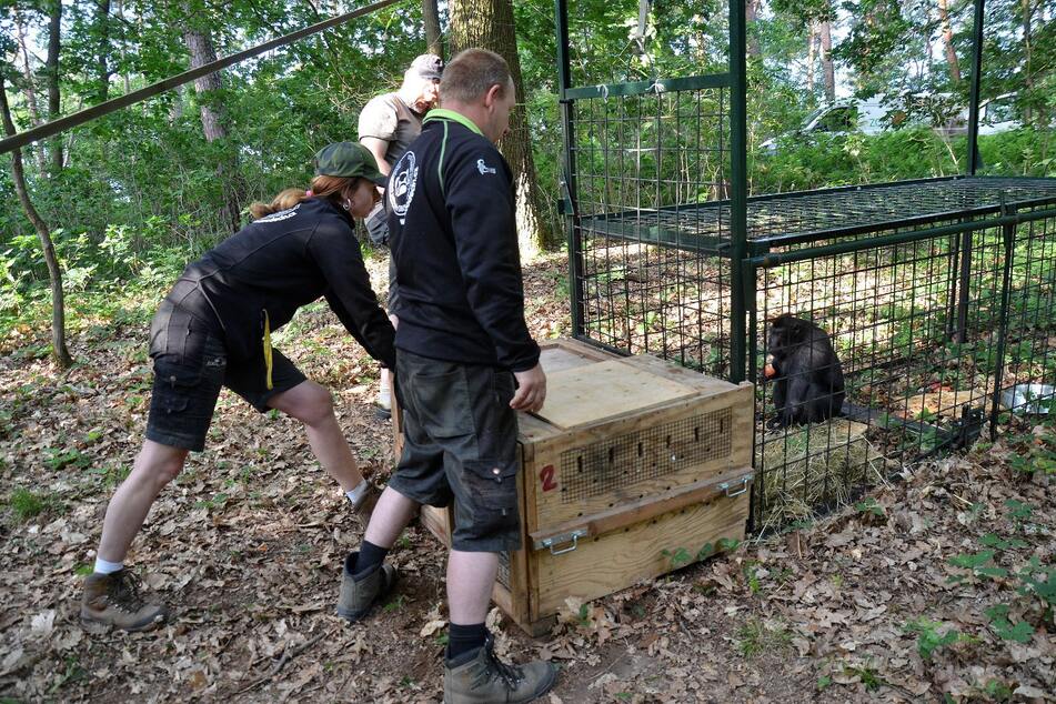 Am Donnerstag konnten vier weitere Affen eingefangen werden.