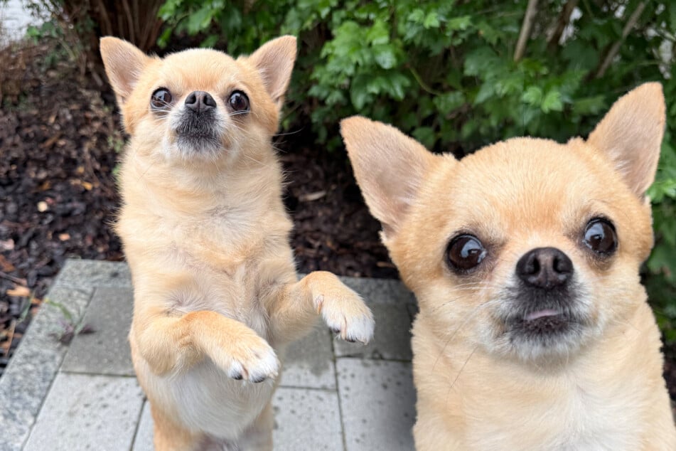 Kleiner Hund muss sein Bündel packen: Findet Gollum sein Happy End?