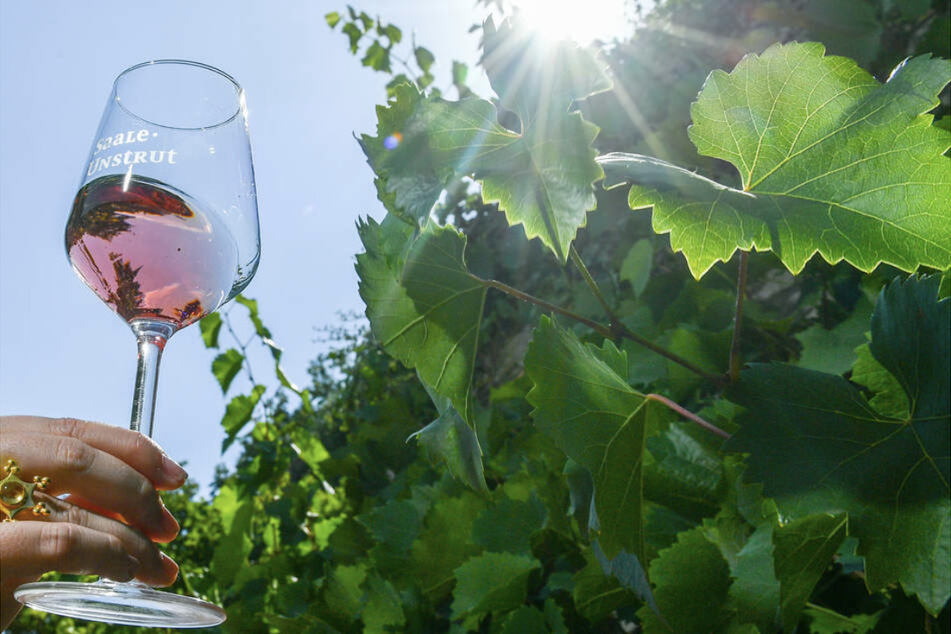 Trotz Wetterschwankungen scheint die Weinlese in diesem Jahr ertragreicher auszufallen als gedacht. (Symbolbild)