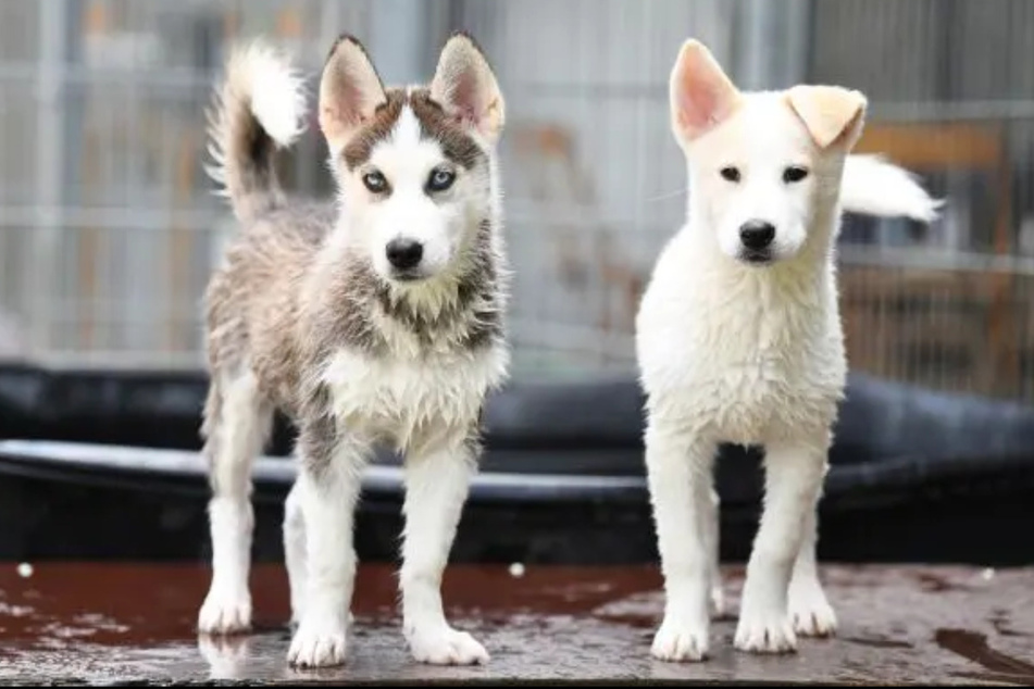 Die beiden Hundekinder Alva (r.) und Odin sind ein Husky-Mix.