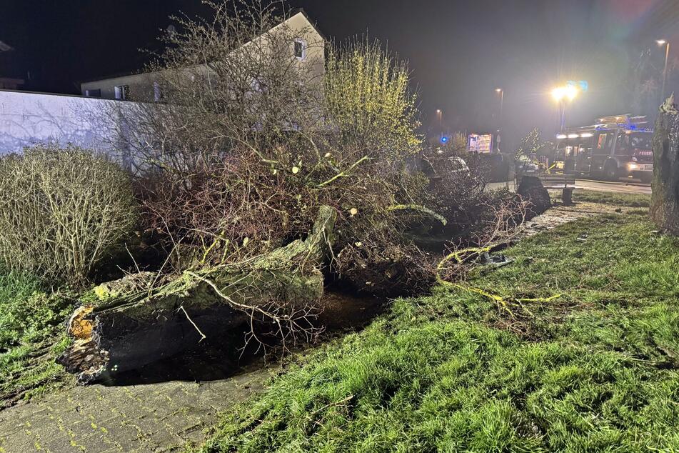 Der umgestürzte Baum lag auf einem Teil der Straße.