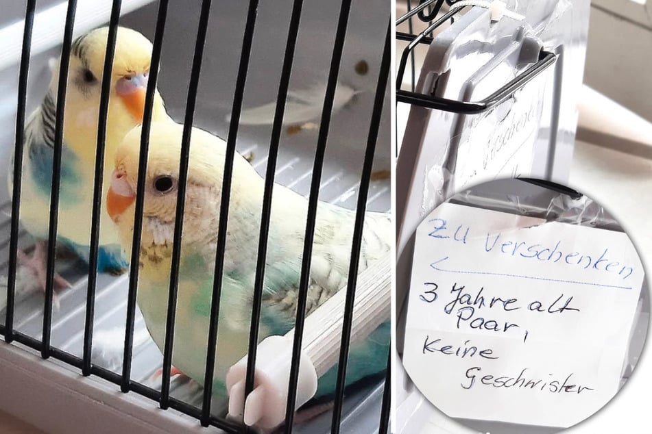 Diese zwei Wellensittiche (beide 3) wurden auf einem Müllplatz in Marzahn-Hellersdorf gefunden.