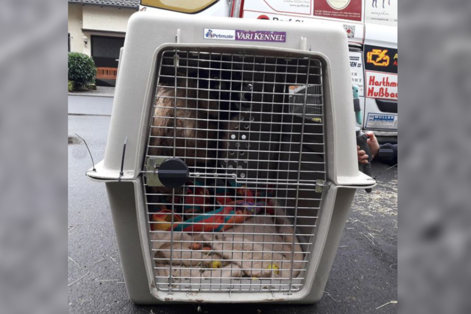 Das völlig verwahrloste Kamerunschaf Elvira startet in der Transportbox in ein neues Leben.