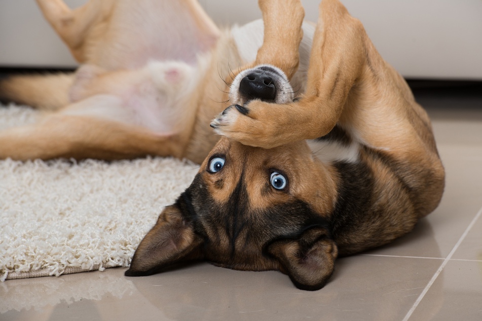 Auch Hunde fühlen sich wohler, wenn ihr Umgebung sauber ist.