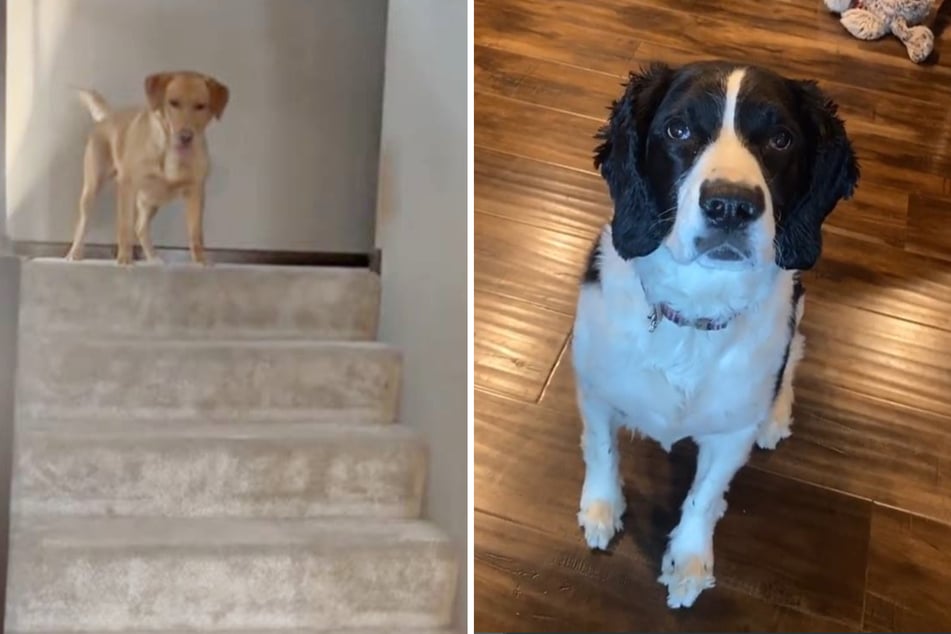 Links: Hündin Sugar will gleich wieder die Treppe heruntersprinten. Rechts: Hunde-Dame Mickey bringt so gar nichts aus der Ruhe.
