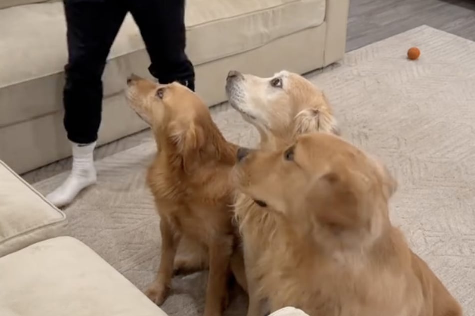 The Golden Retrievers wait patiently for their new family member.