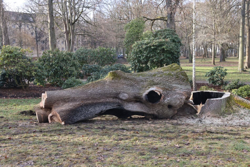 Die über 150 Jahre alte Esche war nicht mehr zu retten.