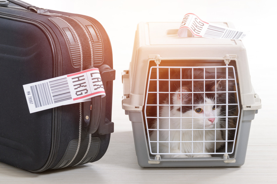 Nach dem kurzen Freigang in schwindelerregender Höhe musste die Katze laut Delta Air Lines wieder in die Transportbox. (Symbolfoto)