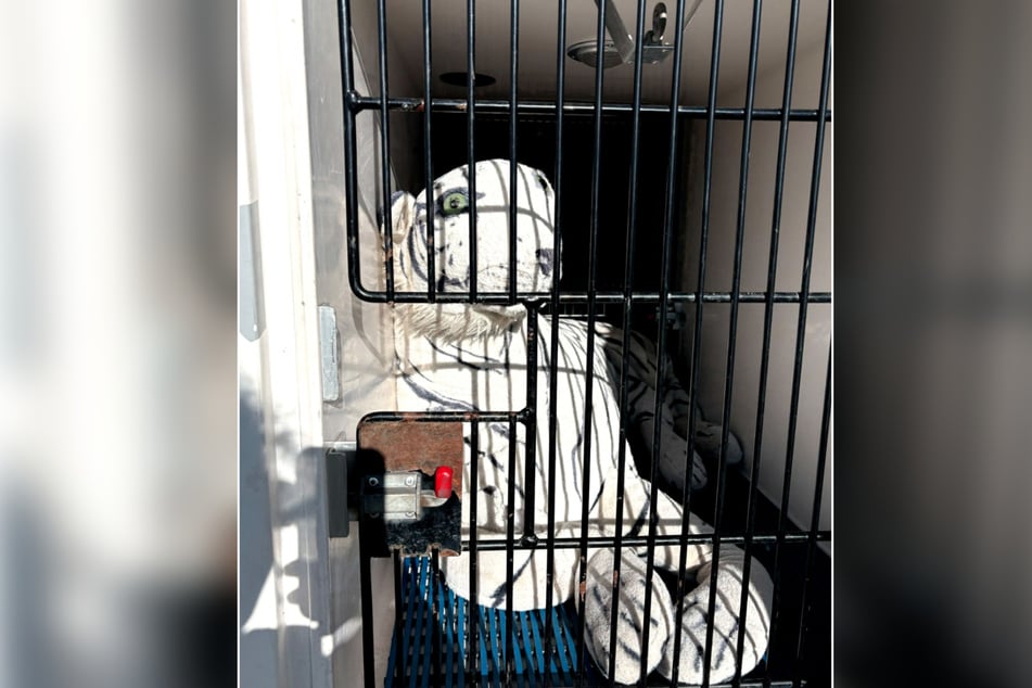 Tierschützerin Jones rettete das "Tier" aus seiner misslichen Lage.