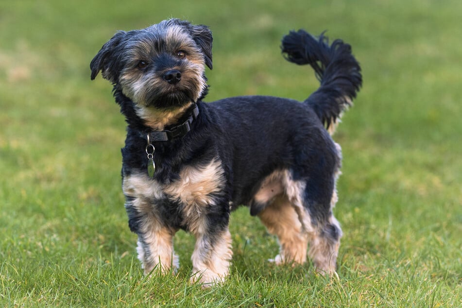 Einen solchen Biewer Terrier hatte der Rentner bei sich. (Symbolfoto)