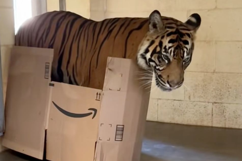 La tigresa Joanne recibió recientemente una caja como regalo.