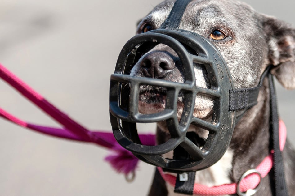 Von Hunden darf keine Gefahr ausgehen. (Symbolfoto)