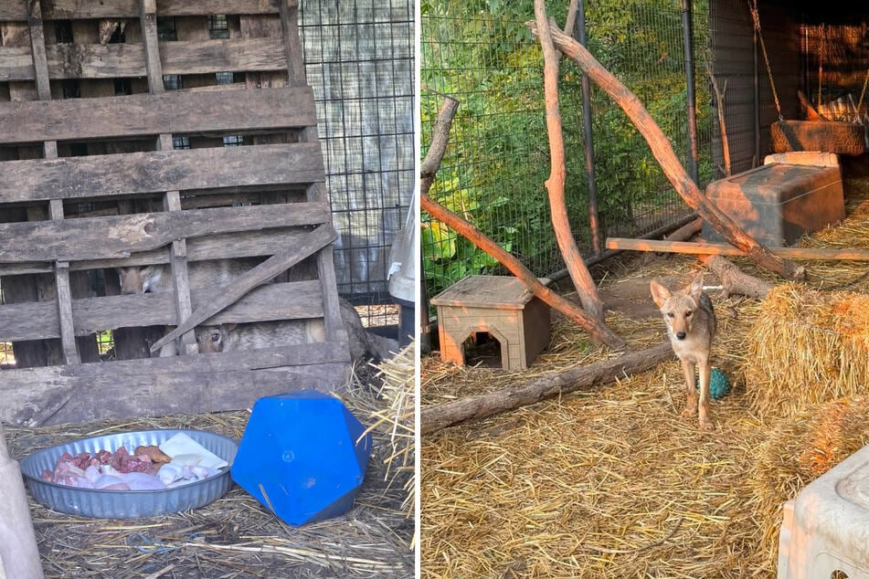 Bei einem Tierarzt stellte sich heraus, dass der vermeintliche Hund ein Kojote war. Er wurde nach seiner Rettung aufgepäppelt und soll demnächst wieder in die Wildnis entlassen werden.