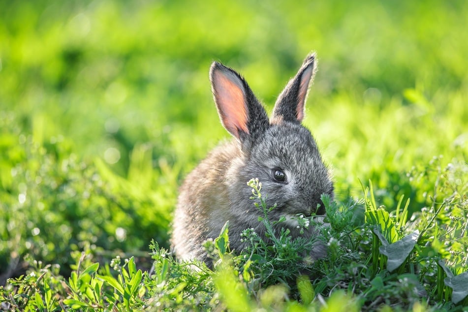 Wildkaninchen erkennen meist instinktiv, welche Pflanzen zum Verzehr geeignet sind.