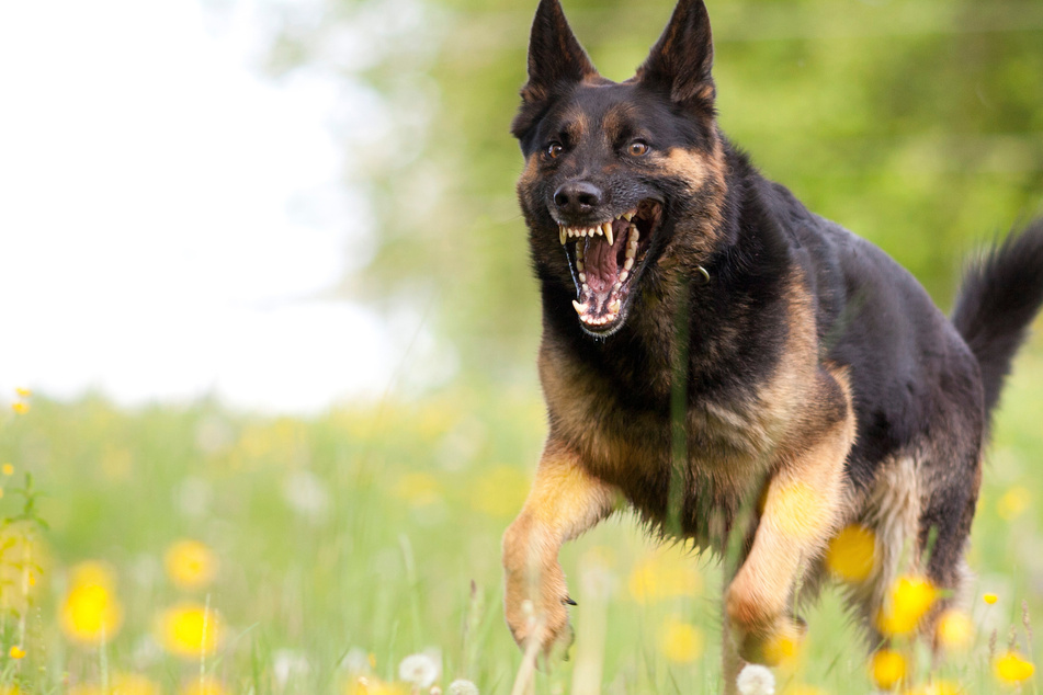 Ein Schäferhund hat einen jungen Mann auf einem Campingplatz angegriffen. (Symbolbild)