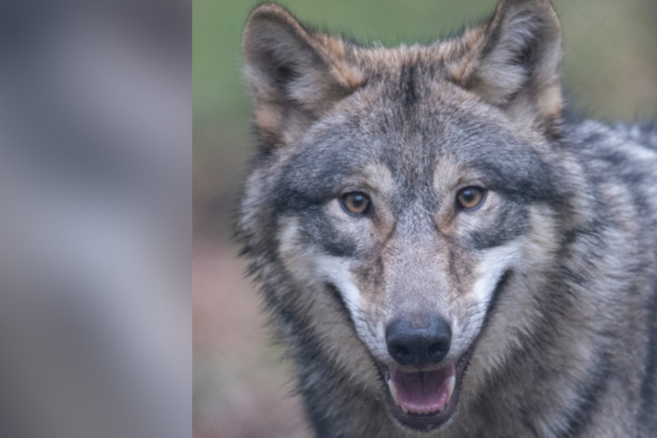 Neuer Problemwolf geht im Norden auf die Jagd
