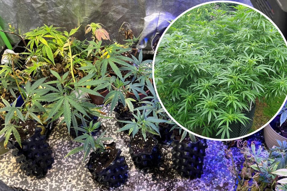 Köln: Bei Durchsuchung in Höhenberg: Kölner Polizei hebt illegale Cannabis-Plantage aus