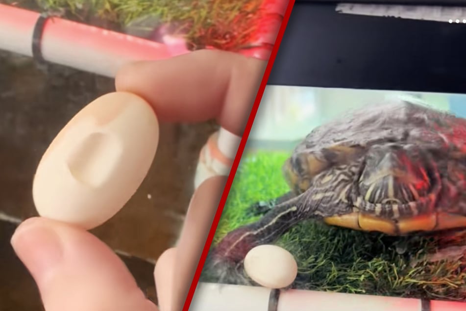 40-jährige Schildkröte legt zum ersten Mal ein Ei und löst damit Shitstorm aus