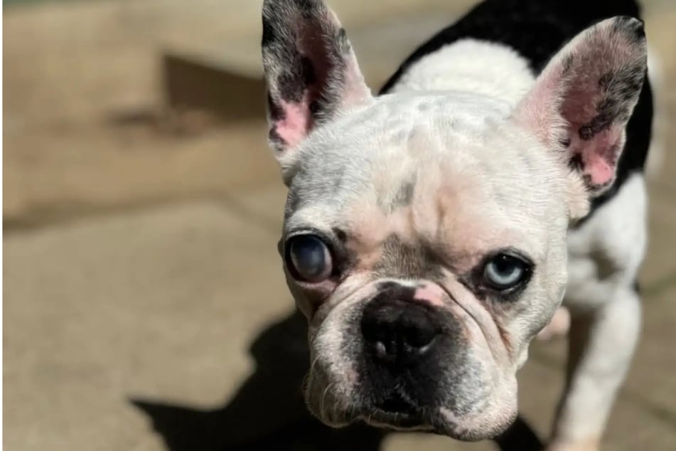 Idefix hat viele Gebrechen: Wer erfüllt dem Hund seinen letzten Wunsch?