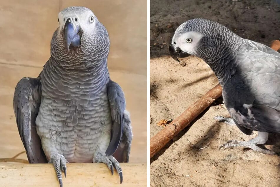 Papagei Chester aus dem Berliner Tierheim wartet seit September 2023 auf ein neues Zuhause.