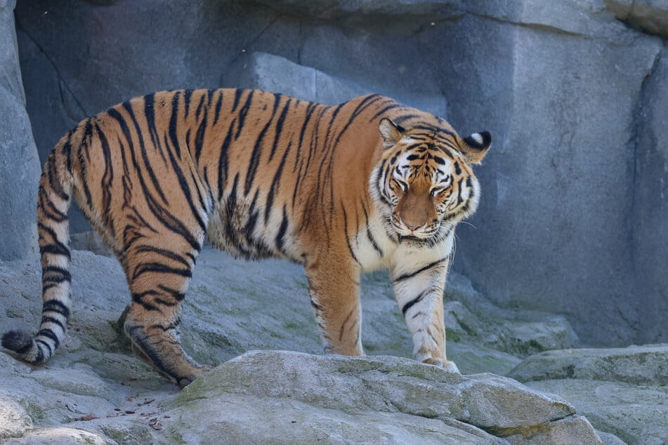 Sibirische Tiger sind weltweit stark vom Aussterben bedroht.