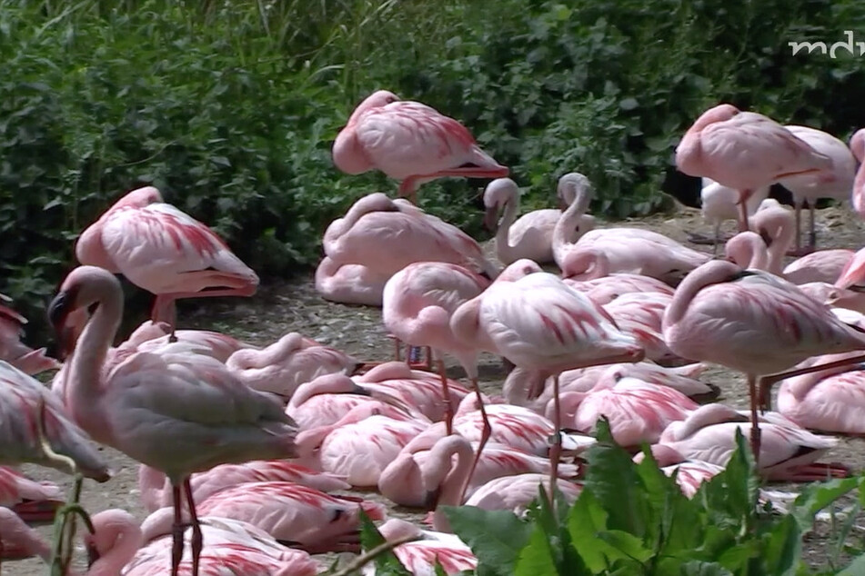 Wie viele Flamingos fehlen wirklich? Und was ist mit ihnen passiert?
