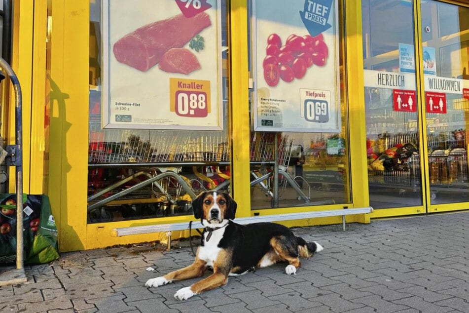 Natürlich hat das Tierheim den Hund nach dem Posieren fürs Bild wieder mitgenommen.