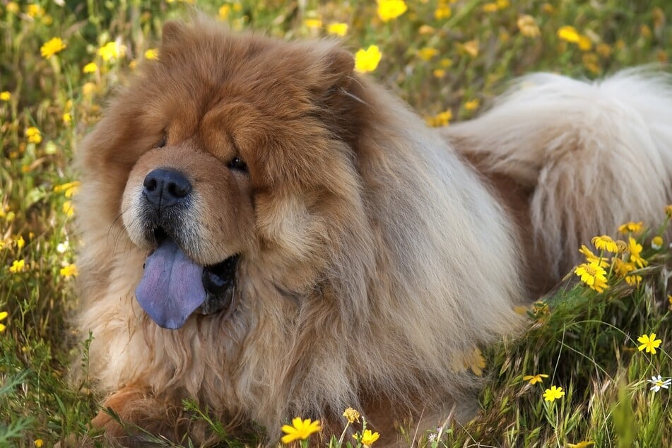 A blue tongue is typical among Chow-Chows.