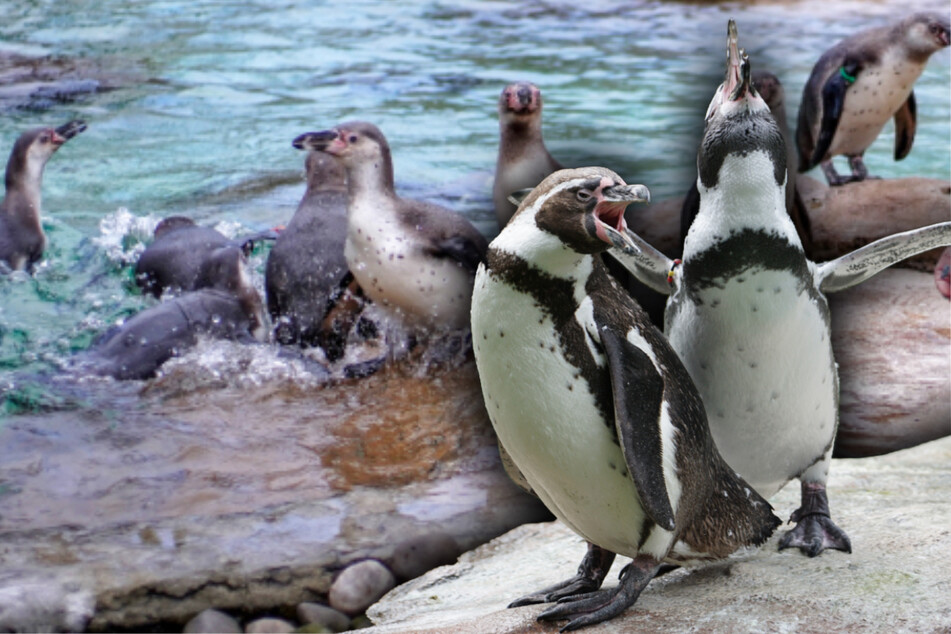 Die Pinguine brüten schon: Im Dresdner Zoo ziehen die Frühlingsgefühle ein