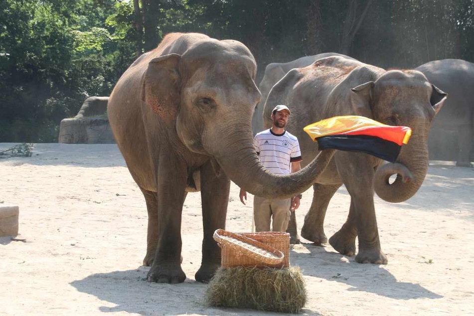 Tierschutzorganisation PETA kritisiert "ElefanTORakel" im Tierpark Hagenbeck scharf