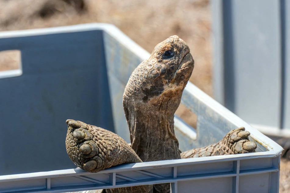 A Floreana giant tortoise is pictured before its release by park rangers on Floreana Island, in the Galapagos archipelago, on February 20, 2026.