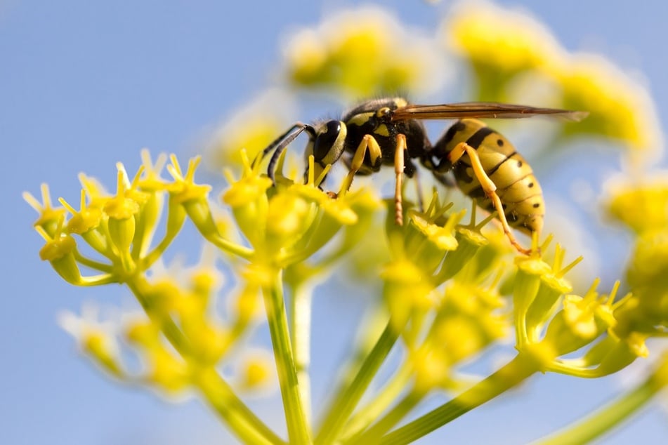 Ihnen fehlt das niedliche Erscheinungsbild der Bienen. Nützlich sind Wespen trotzdem.