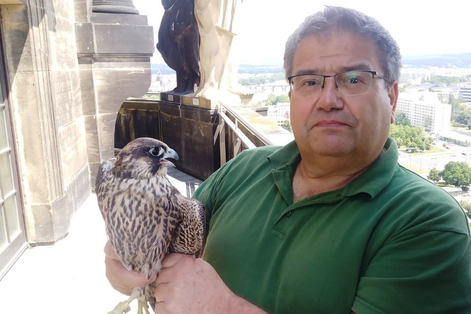 Nach einer Woche Pflege konnte Vogelretter Steffen Keller (62) den Jungfalken wieder auf dem Rathausturm aussetzen.