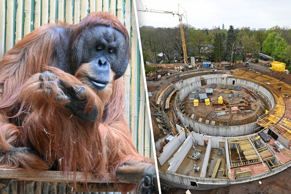 Mich laust der Affe! Endlich liegt der Grundstein für das neue Orang-Utan-Haus im Dresdner Zoo