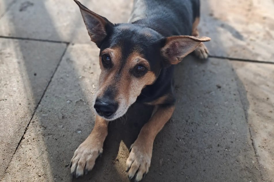 Mambo möchte die gesamte Aufmerksamkeit seines Lieblingsmenschen.