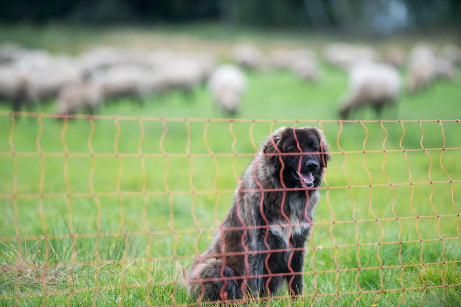 Das Land Sachsen-Anhalt unterstützt Nutztierhalter bei der Ausbildung und Haltung von Herdenschutzhunden. (Archivbild)