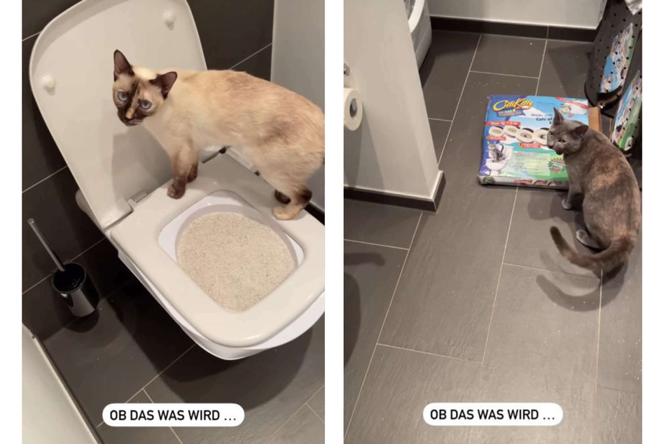 Michèles Katzen schienen über ihre neue Toilette wenig begeistert.