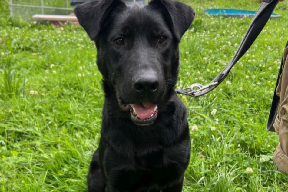 Schäferhund-Mischling Simba träumt von einem richtigen Zuhause.