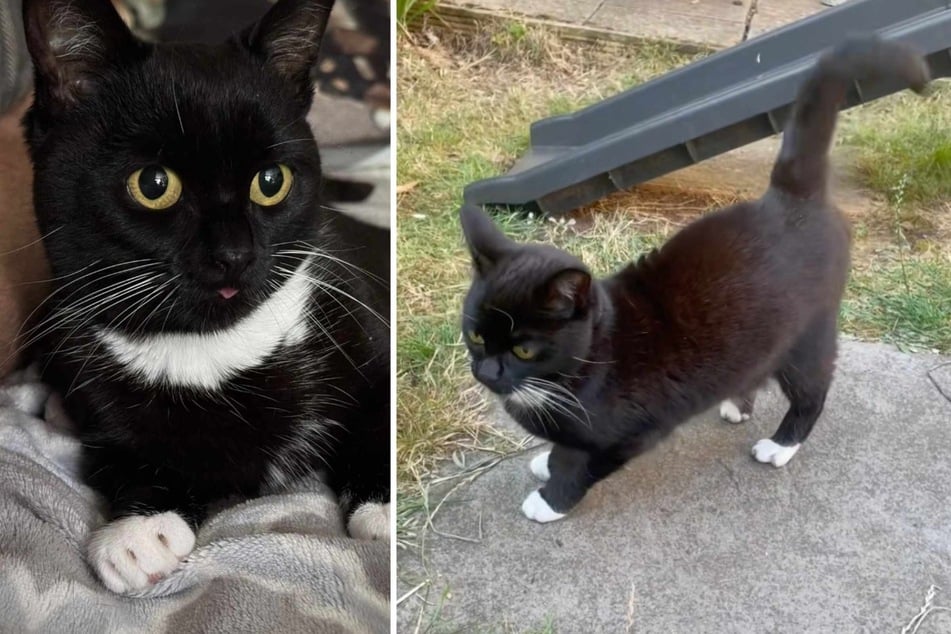 Figgy the cat wags her tail like crazy when she's excited to play, just like a dog!