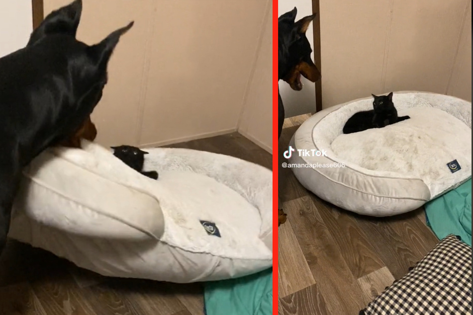 Hund "Sunny" und Katze "Kodak" streiten sich um das Hundebett des Dobermanns.