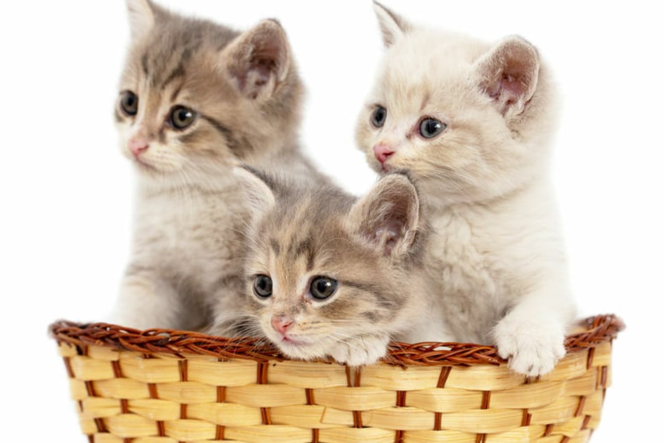 In Springstille sind in der vergangenen Woche drei Katzen vermutlich durch vergiftete Köder gestorben. Die Polizei ermittelt. (Symbolbild)